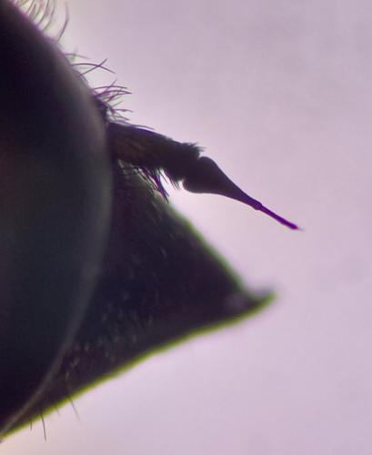 Exoprosopa jacchus